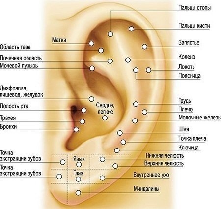 Массаж ушей. Биологически активные точки на ухе.